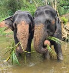 Kumari and Meneke Elephant Freedom Project Sri Lanka Balance